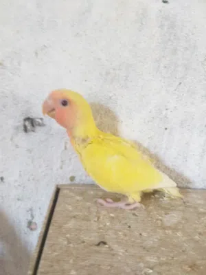طرف بركاديلو عين حمراء
