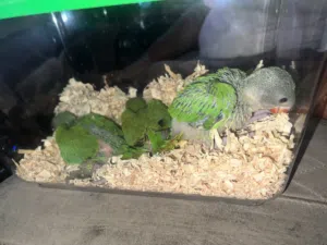 INDIAN RINGNECK CHICK