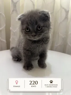 Scottish Fold pure --- سكوتش فولد بيور للبيع
