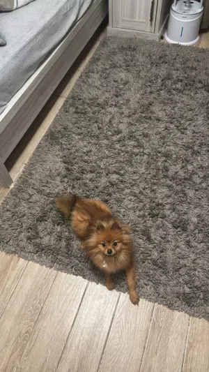 Pomeranian