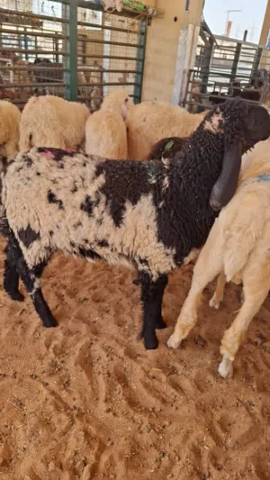SHEEP'S AND GOATS AVAILABLES