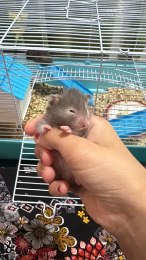 Hamster for sale  متوفر هامستر للبيع