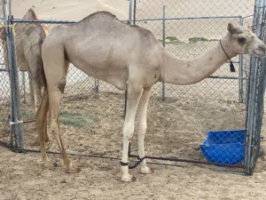 بكره فطيمه تصلح تربيه لحم