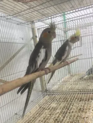 للبيع زوج كوكتيل وروز ذكريين