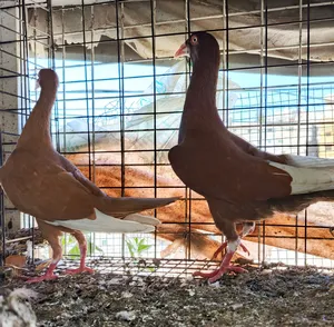 Pigeons1