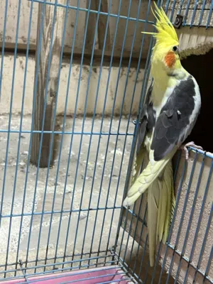 متاح نثيه جاهزه