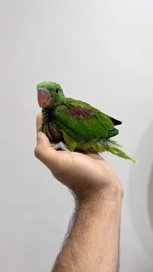 للبيع فرخ نيبالي حجم