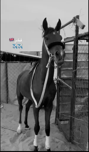 ‏خيل‏2