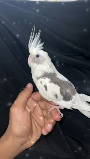 كوكتيل (متوه)
