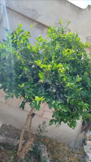 استقبال اطفال
