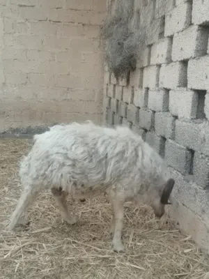 كبش عماني للبيع