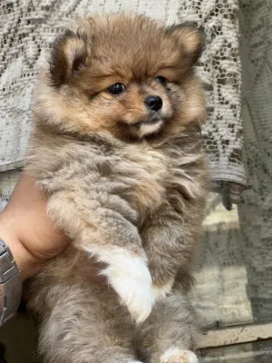 بومارنين Pomeranian