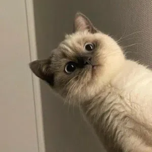 قطة اصلي للبيع