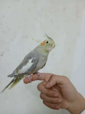 عصافير كوكتيل