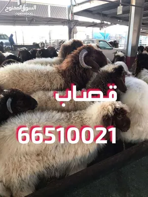 ‏لحوم‏2