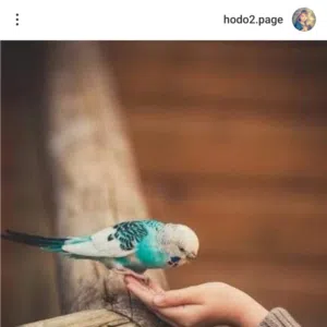 هيفاء 