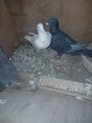 حمام تنضيف سطح