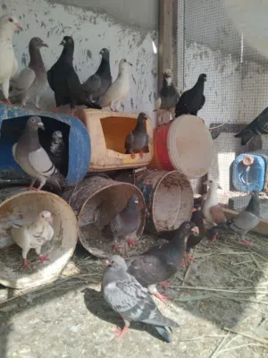 للبيع حمام راحوا و لاحم