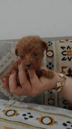 للبيع جرو توي بودل teddy bear (تيدي بير)
