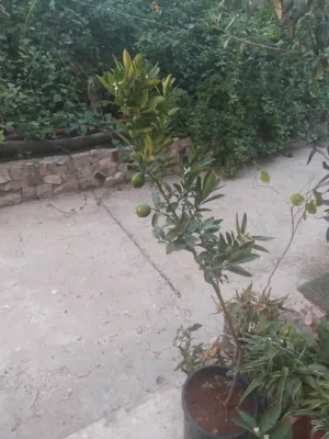 ليمون مصري  حب ونور عدد2