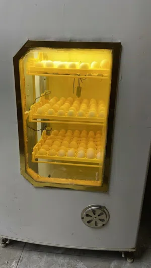 فقاسة بيض سعة 256بيضة