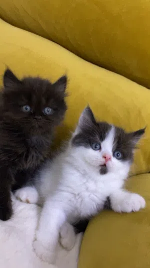 قطط للبيع إناث و ذكور