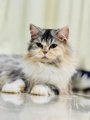 Persian cat