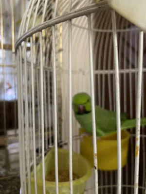 ببغاء للبيع