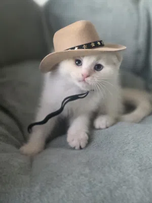 Scottish fold سكوتش فولد