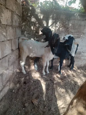 ‏ماعز‏3