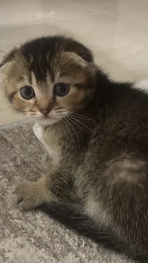 ذكر سكوتش فولد