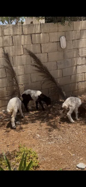 3 عبر صلاة النبي عليهم ماخذات جميع المطاعيم
