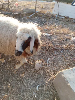 نعجه بندوق قبرصي مع عبور و 3 جديان