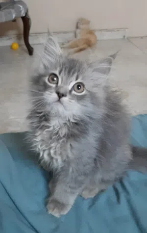 بيع قط صغير