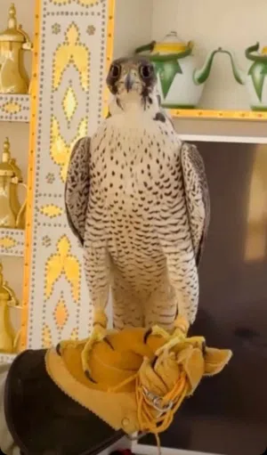 مطلوب طير اي نوع