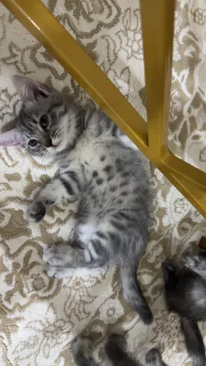 قطط بريتش شورت هير بيور صغار