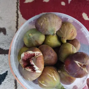 كرموس طازه لي تواصل اقراه الوصف