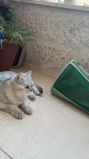 سكوتش ستريت للتبني