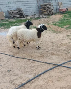 خرفان للبيع