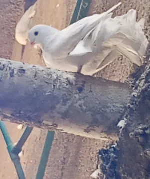 حمام