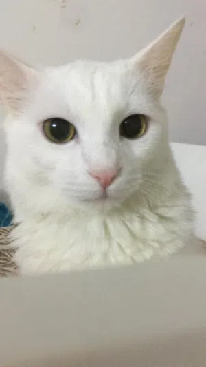 Turkish Angora
