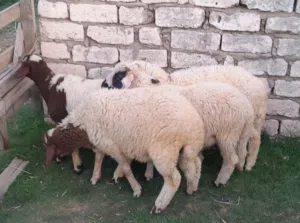 5خرفان ذكور للبيع