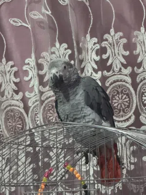 بسم الله مشالله بغبغان كاسكو