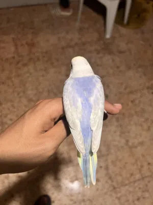فرخ رينبو وصف ممتاز
