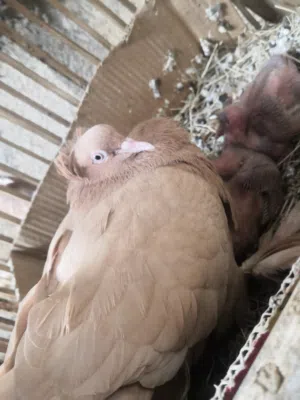 السلام عليكم بيهن مجال جدا بسيط سبب البيع لغرض السفر