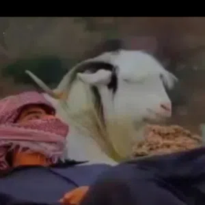 ءلمقبءلي 