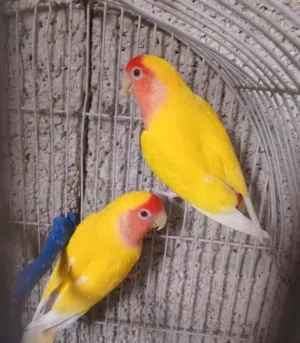 كوبيه مصوقره و بسعر حررق