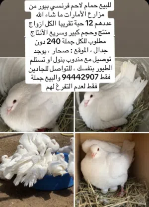 للبيع حمام لاحم فرنسي بيور من مزارع الأمارات للجادين فقط