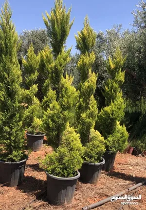 مشاتل الأندلس لإنتاج وبيع جميع أنواع الأشجار المثمره وأشجار الزينه