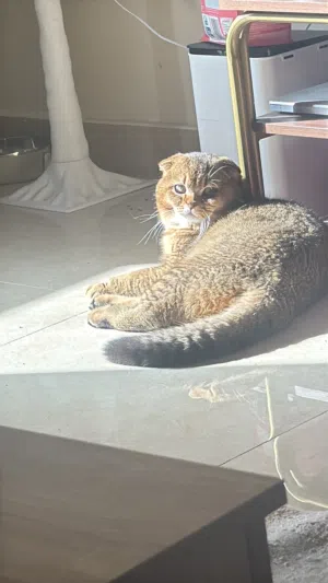 دكر سكوتش فولد قولد